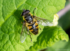 Myathropa florea