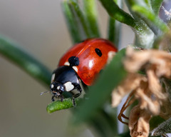 Coccinella septempunctata
