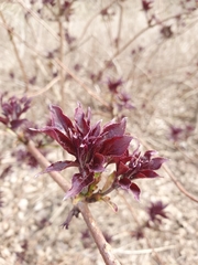 Sambucus racemosa