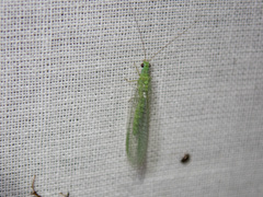 Mallada tripunctatus