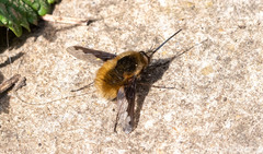 Bombylius major