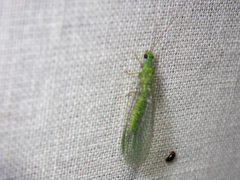 Mallada tripunctatus