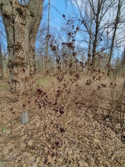 Sambucus racemosa
