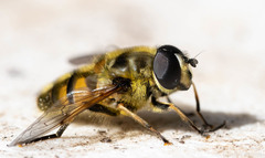 Myathropa florea