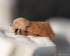 Orthosia cerasi