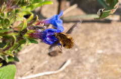 Bombylius major
