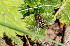 Eupeodes luniger