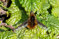 Bombylius major