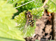 Eupeodes luniger
