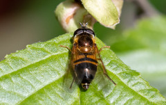 Epistrophe eligans