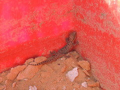 Hemidactylus robustus