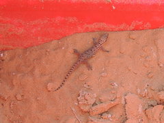Hemidactylus robustus