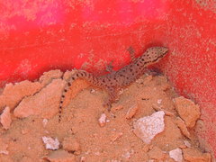 Hemidactylus robustus