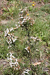 Olearia myrsinoides