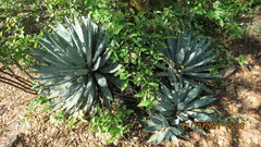Agave macroacantha