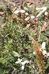 Olearia myrsinoides
