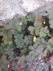 Oxalis corniculata