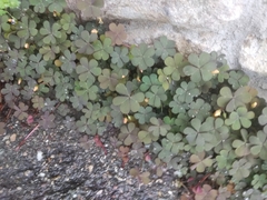 Oxalis corniculata