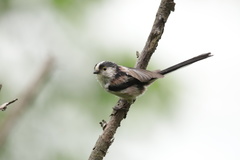 Aegithalos caudatus magnus