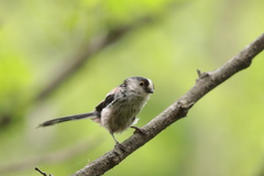 Aegithalos caudatus magnus