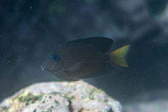 Ctenochaetus binotatus