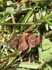 Macrothylacia digramma