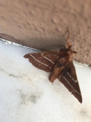 Macrothylacia digramma