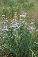 Iris pseudonotha