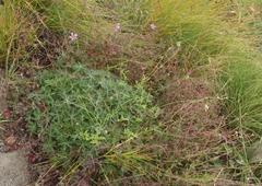 Geranium drakensbergensis