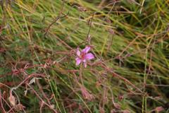 Geranium drakensbergensis