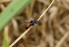Hylaeus nelumbonis