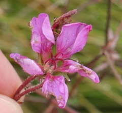 Geranium drakensbergensis