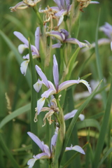 Iris pseudonotha