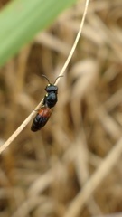 Hylaeus nelumbonis