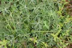 Geranium drakensbergensis