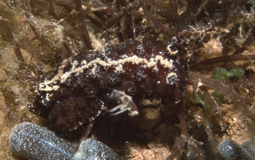 Ridged Granulated Dorid