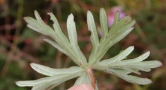 Geranium drakensbergensis
