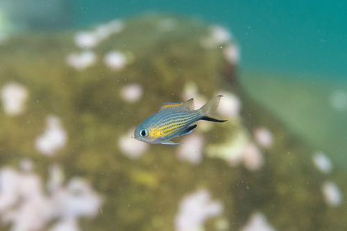 Vanderbilt's chromis (Chromis vanderbilti) — Pomacentridae — 4