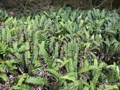 Blechnum durum
