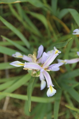 Iris pseudonotha
