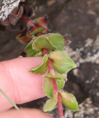 Crassula natalensis