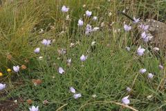 Wahlenbergia cuspidata