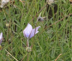 Wahlenbergia cuspidata