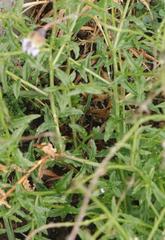 Wahlenbergia cuspidata