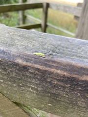 Insecta