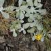Helichrysum evansii - Photo 由 Sandra Falanga 所上傳的 (c) Sandra Falanga，保留部份權利CC BY-NC