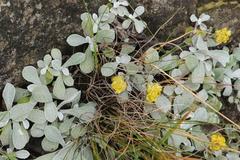 Helichrysum evansii