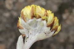 Helichrysum evansii