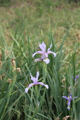Iris pseudonotha