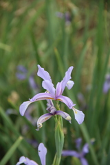 Iris pseudonotha